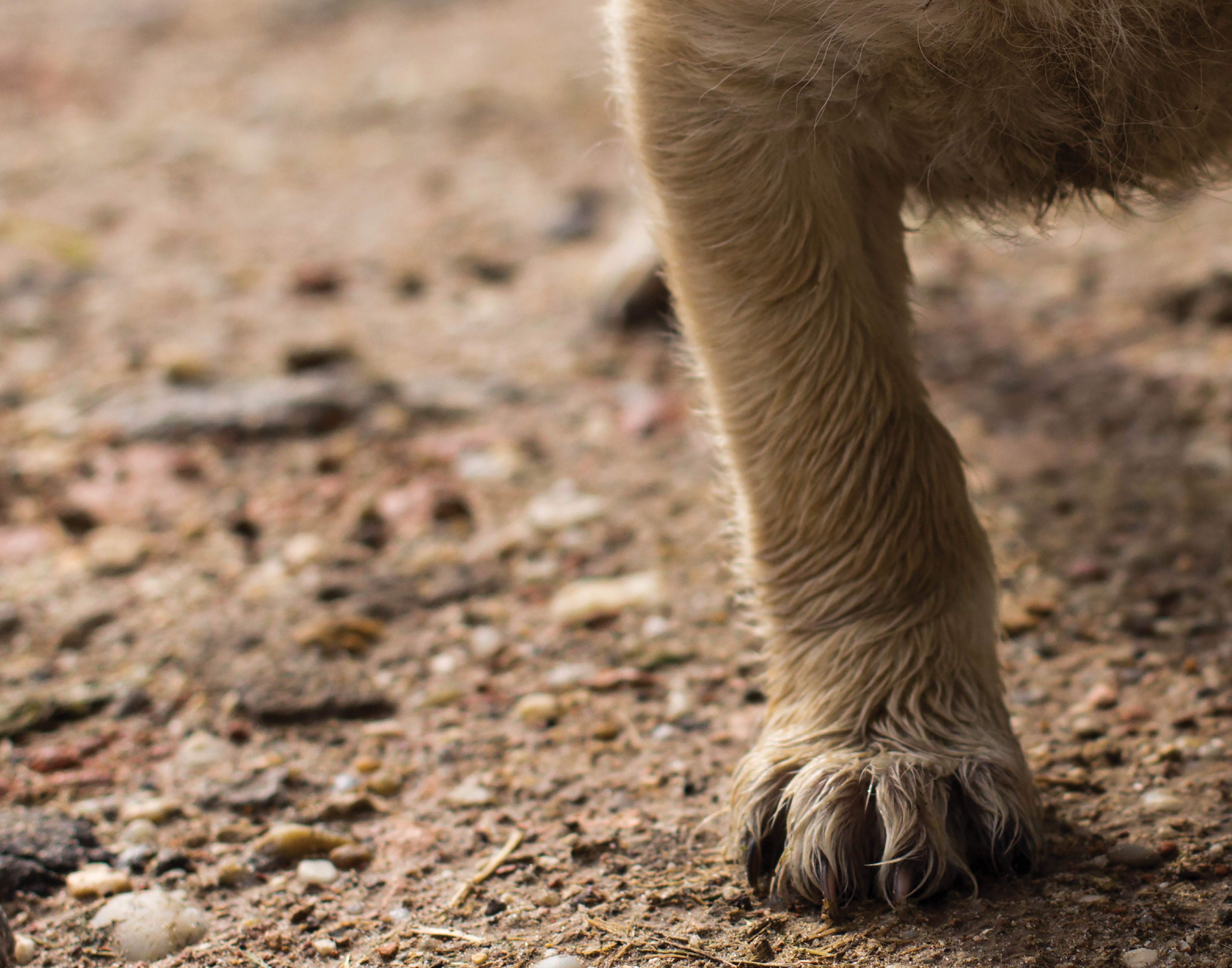 When Did Humans Start Living With Dogs